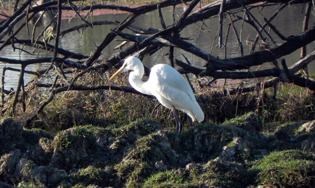 Bharatpur Bird Sanctuary of Rajasthan