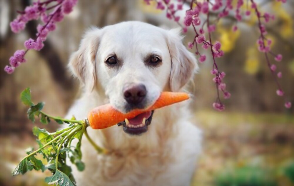 Carrots are best foods for dogs. 