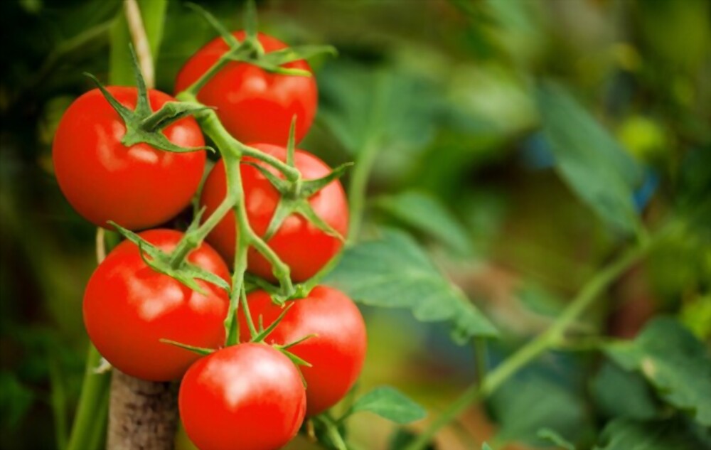 Tomatoes are one of the best foods in Summer