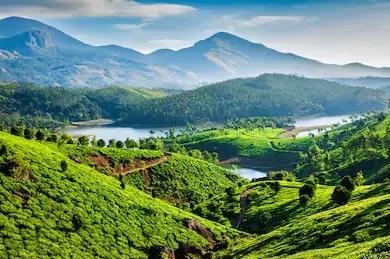 Tea plantation in Munnar