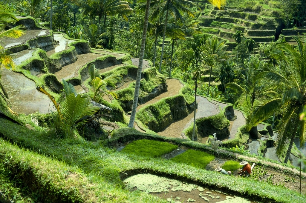 Tegalalang Rice Terraces in Bali is popular tourist attraction in Bali